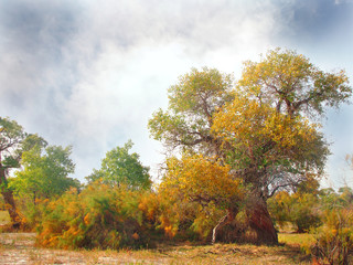 Fototapeta premium Beautiful trees turanga in the steppe
