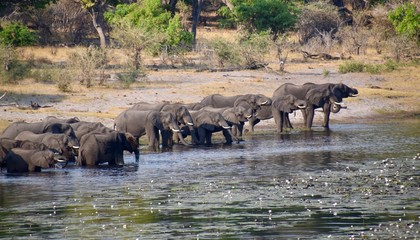 Elefantenherde am Wasserloch