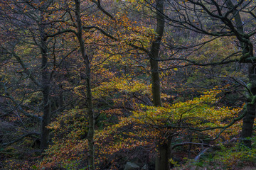Golden leaves fall from oak tress in Autumnal Padley Gorge