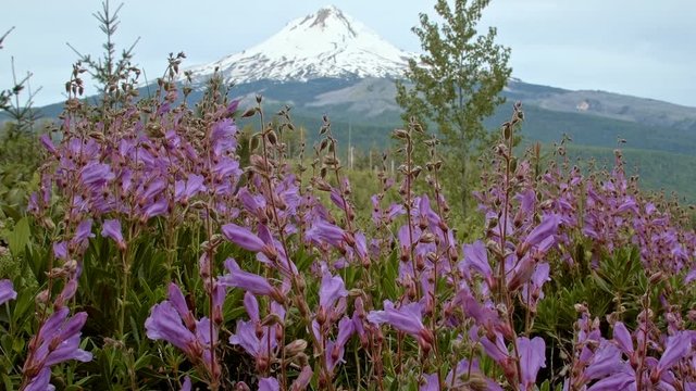 Bright purple Barrett's Penstemon wildflowers with snowy mountain 1 Mt. Hood Oregon Cascades 272