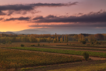 Fototapeta na wymiar Autumn vineyard in La Rioja, Spain
