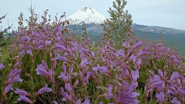 Bright purple Barrett's Penstemon wildflowers with snowy mountain 2 Mt. Hood Oregon Cascades 274