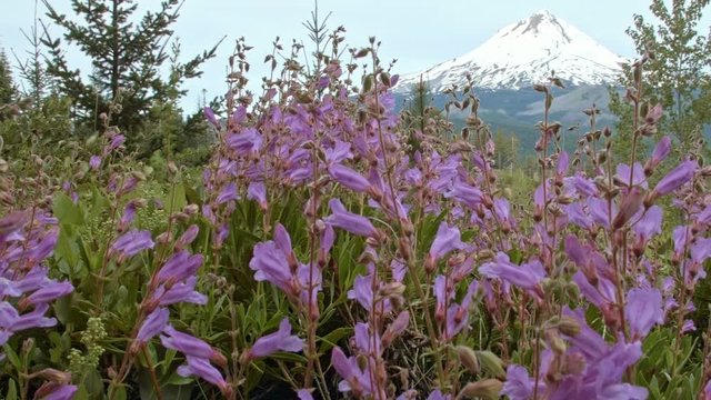 Bright purple Barrett's Penstemon wildflowers with snowy mountain 3 Mt. Hood Oregon Cascades 275