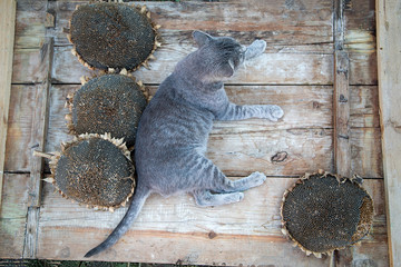 Domestic grey cat lying on a wooden background. Autumn season.