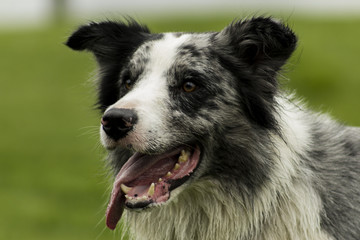 Fototapeta premium Best Friend.