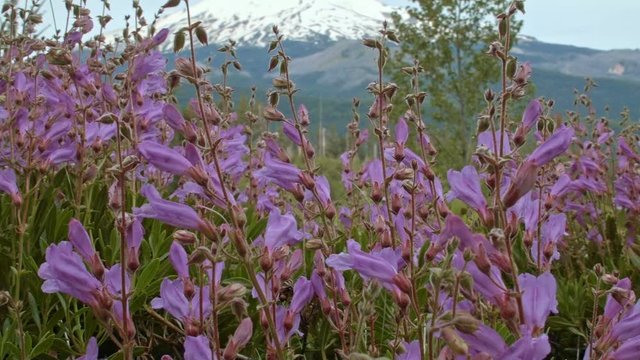 Bright purple Barrett's Penstemon wildflowers with snowy mountain 4 Mt. Hood Oregon Cascades 276