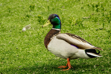 Male Mallard Duck Up-Close