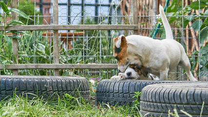 Szczeniak jack russell terrier bawi się w ogrodzie. © Rajtar photography