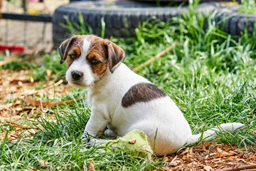 Szczeniak jack russell terrier bawi się w ogrodzie. © Rajtar photography
