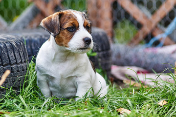 Szczeniak jack russell terrier bawi się w ogrodzie. © Rajtar photography