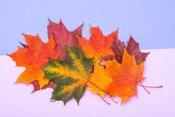 Autumn maple leaves on bright background