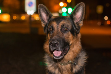 Dog german shepherd on the street in evening time