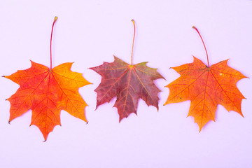 Autumn maple leaves on bright background