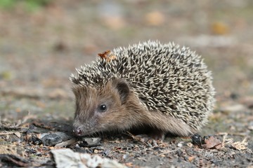 West European hedgehog on the ground. Common hedgehog © Monikasurzin