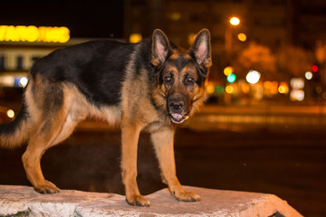 Dog german shepherd on the street in evening time