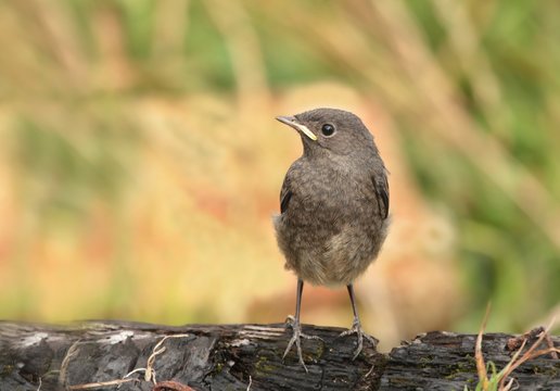A chick of black redstart sitting on an old tree trunk with a yellow background