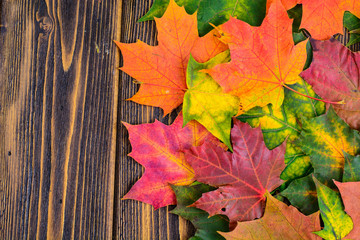 Obraz premium Autumn background with colorful fall maple leaves on rustic wooden table. Concept Thanksgiving holidays