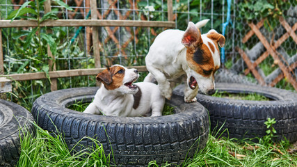 Szczeniak jack russell terrier bawi się w ogrodzie. © Rajtar photography