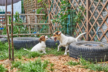 Szczeniak jack russell terrier bawi się w ogrodzie. © Rajtar photography