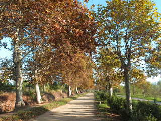 Naklejka premium jesienna droga