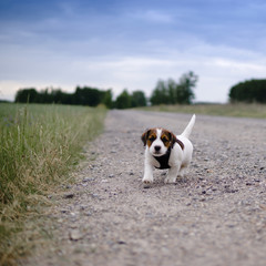 Rasowy szczeniak Jack russell terrier idzie polną drogą.