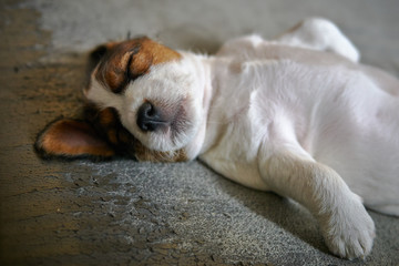 Szczeniak jack russell terrier leży na kanapie do góry brzuchem. © Rajtar photography