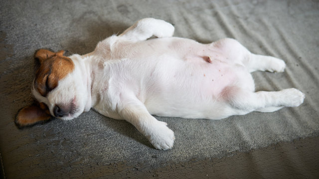 Szczeniak jack russell terrier leży na kanapie do góry brzuchem.