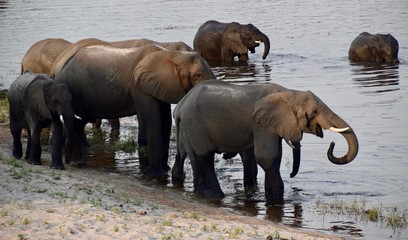 Fototapeta na wymiar Elefantenherde am Wasserloch - Afrika - Namibia