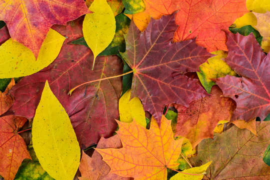 Maple colorful leaves background