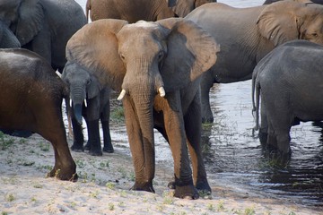 Elefant  - Namibia - Nationalpark