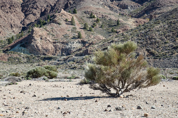 The National Park Vulcan El Teide on Tenerife island in the african part of Spain - Canary Islands....