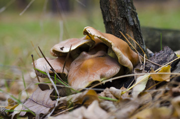 mushrooms hid in the leaves