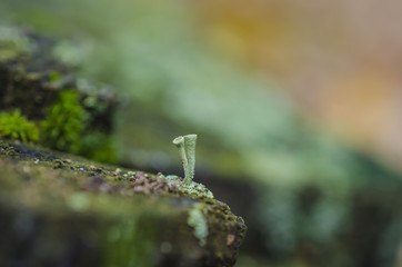 moss forest litter macro, fantastic plants.