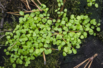 small plants on a stump macro