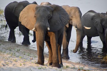 Fototapeta na wymiar Elefantenherde am Wasserloch - Afrika - Namibia