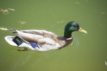 kaczka © fotos-Rafał