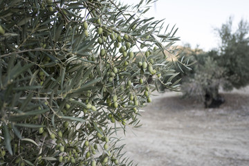 Olive trees. Green olives fruit detail