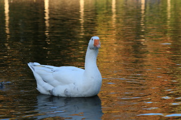 autumn goose