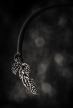 Succulent in monochrome