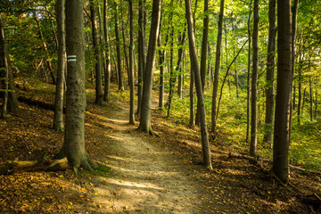 Fototapeta premium Wood in Ojcow National Park, Silesia, Poland