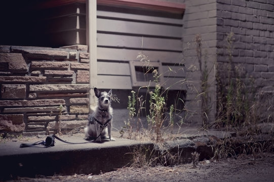 Small Dog Alone In Cold Night Time Yard