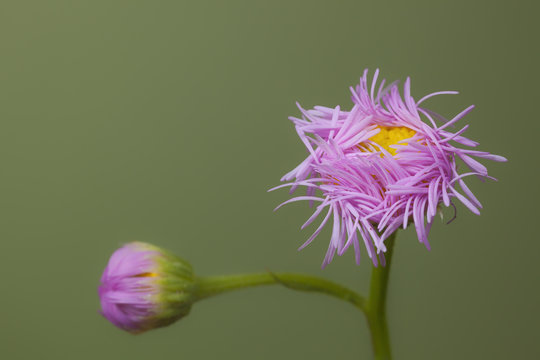 Daisy Fleabane flower buds against out-of-focus background