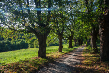 Herbstliche Allee von Kastanienbäumen