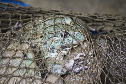 Frogs on a net on Asia food market