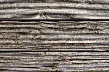 Fototapeta premium wood