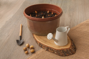 Bulbs of snowdrops  and hyacinthoides  to a shovel