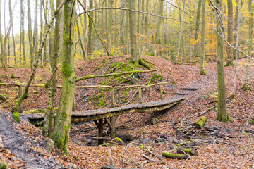 old wooden bridge in forest leading path way obstacle recreational hiking trail