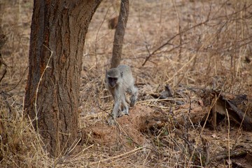 Affe - Afrika - Wild lebende Tiere 