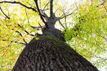 tall tree with dark tree bark and moss leaves in green yellow orange autumn colors branching out