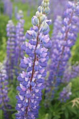 Obraz premium Flowering Lupinus polyphyllus. Large leaved lupine